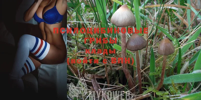 где купить   Белогорск  Псилоцибиновые грибы Magic Shrooms 